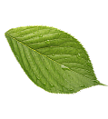 Leafe Image
